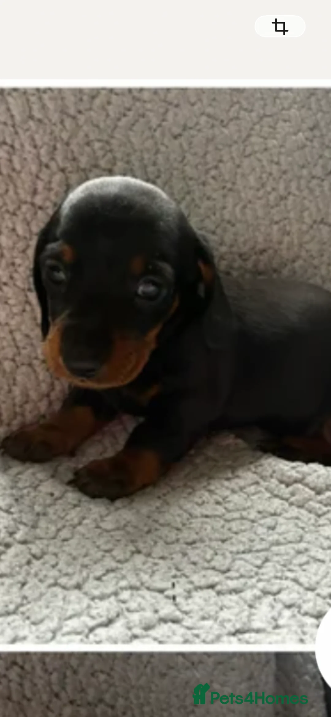 Miniature Dachshund dogs for sale: Miniature dachshund girl - Advert 2