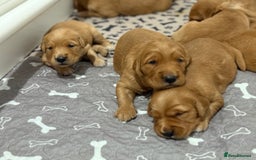 Golden Retriever dogs for sale: Dark Red Golden Retriever Pups  - Image 16