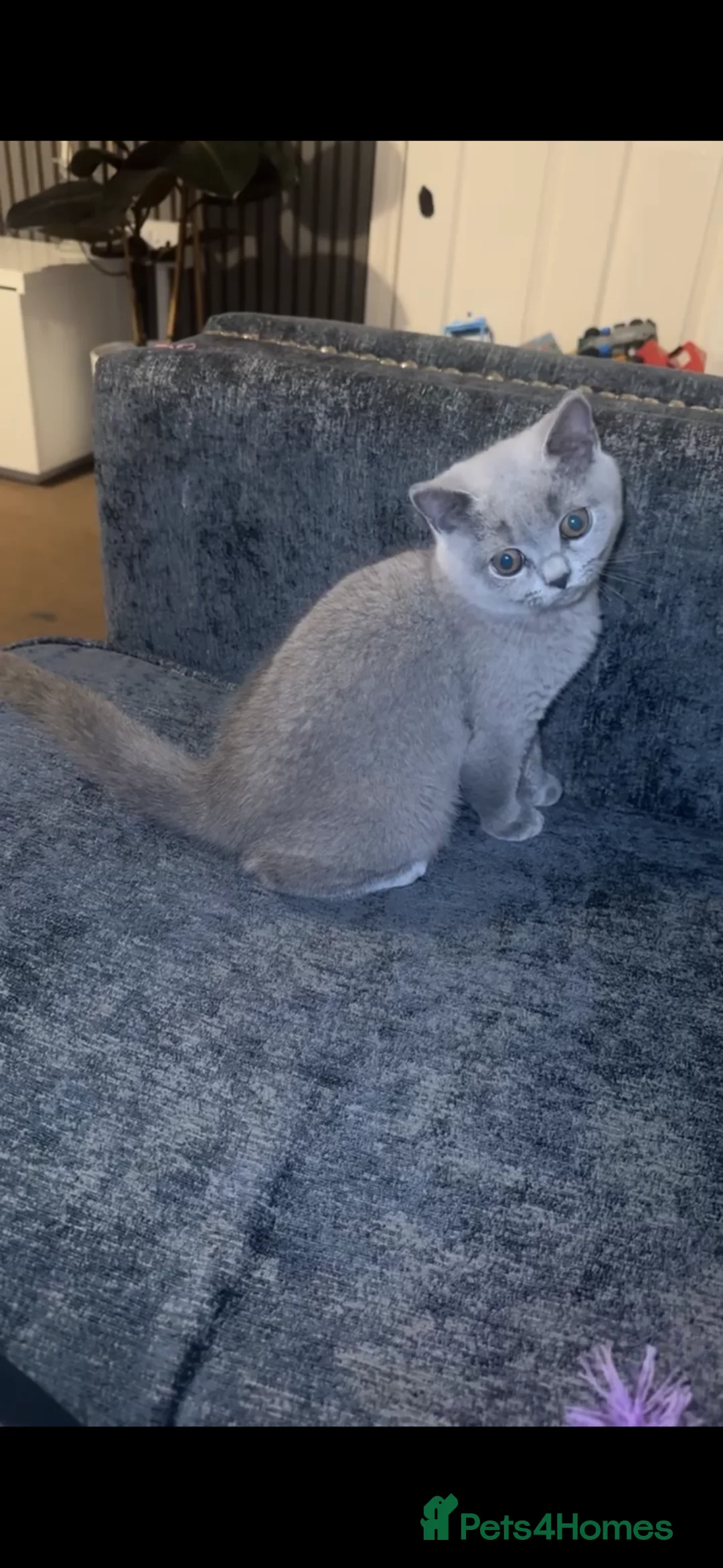 British Shorthair cats for sale: Grey female British shorthair  in Reading - Advert 1