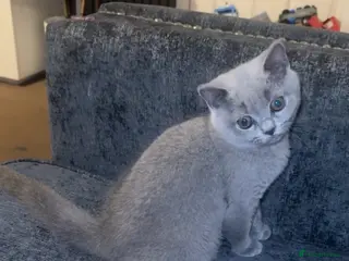 British Shorthair cats Grey female British shorthair - Advert 4