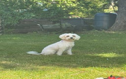 Mixed Breed dogs for sale: Cavapoochon Pups Wait List South Yorkshire - Image 16