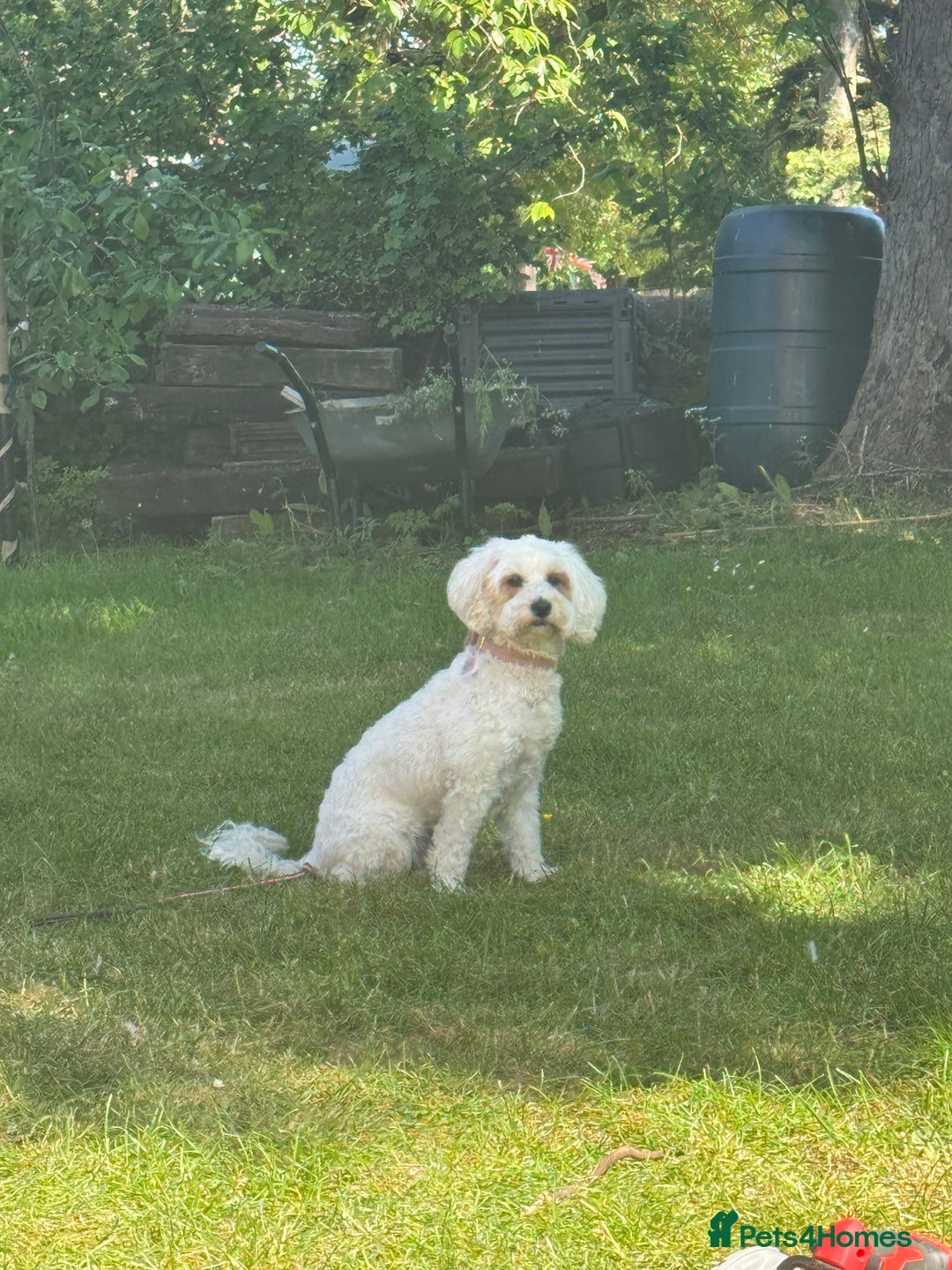 Mixed Breed dogs for sale: Cavapoochon Pups Wait List South Yorkshire - Image 16