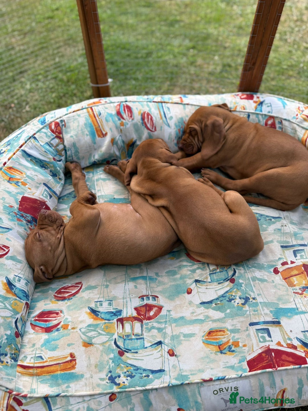 Hungarian Vizsla dogs for stud: KC registered, World Champion blood line stud.  in Horsham - Advert 19