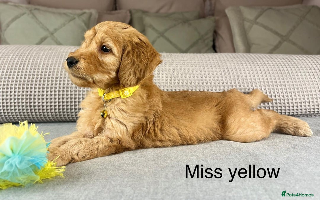 Goldendoodle dogs for sale: Hereditary clear mum. Fully hip elbow and DNA Dad. - Image 3