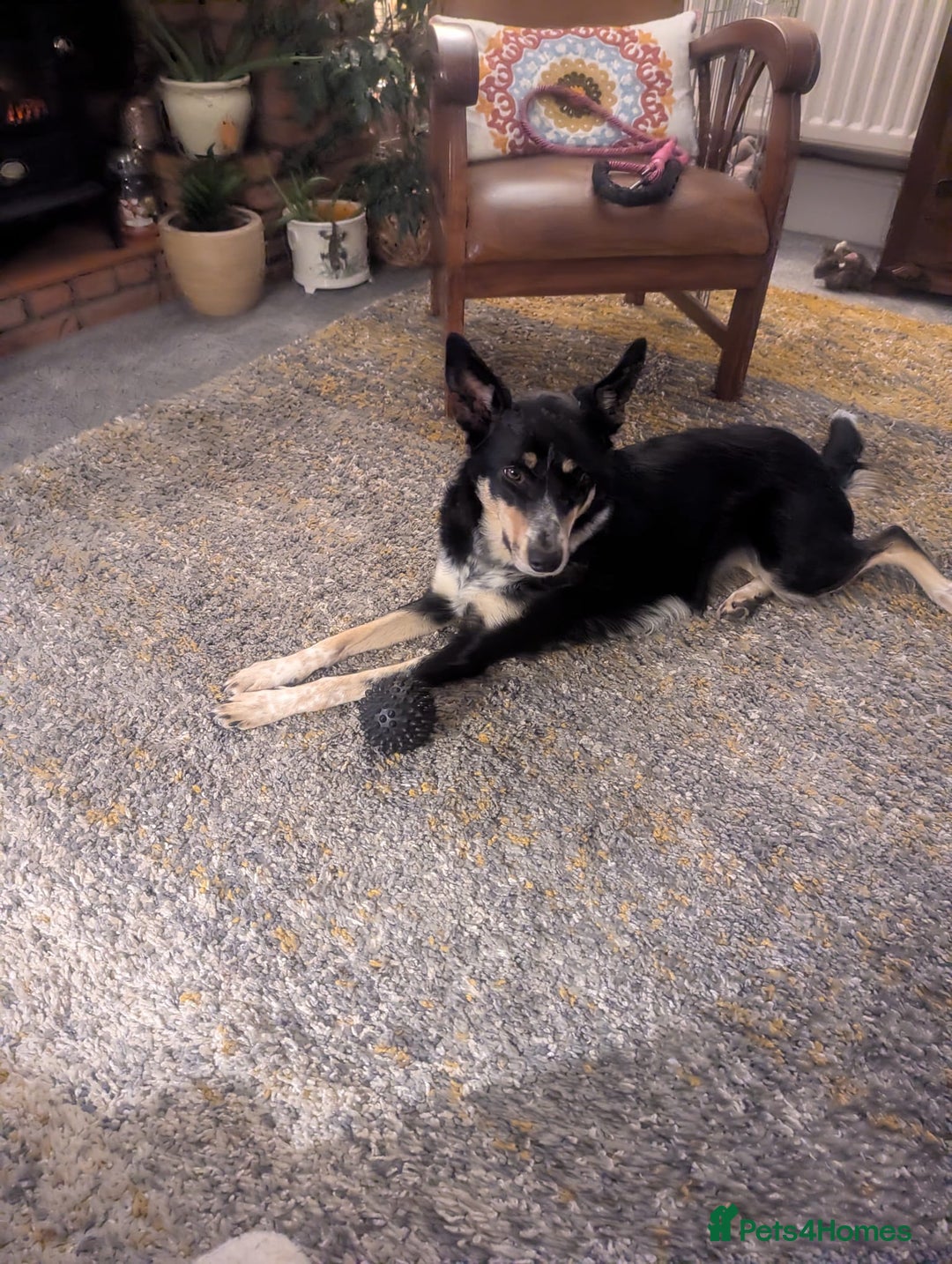 Border Collie dogs for sale: Loving 2yo Border Collie - Great with Kids - Advert 4