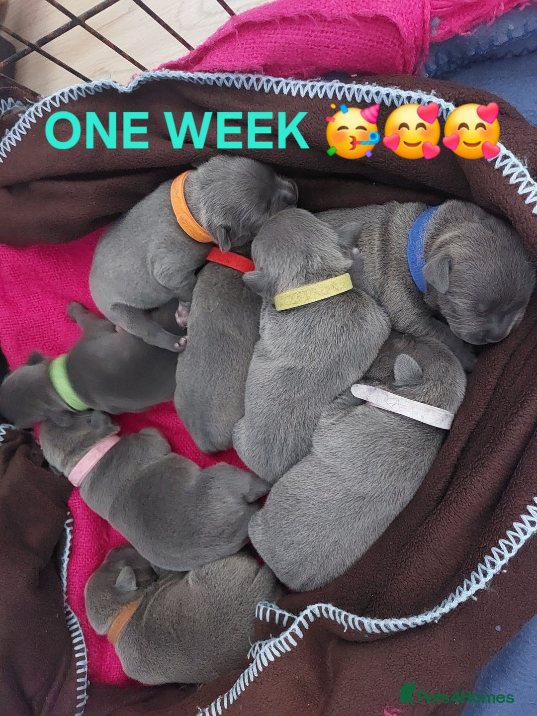 Staffordshire Bull Terrier dogs for sale: Blue Staffordshire Bull Terrier 🐶 Puppies 🐶 - Image 13