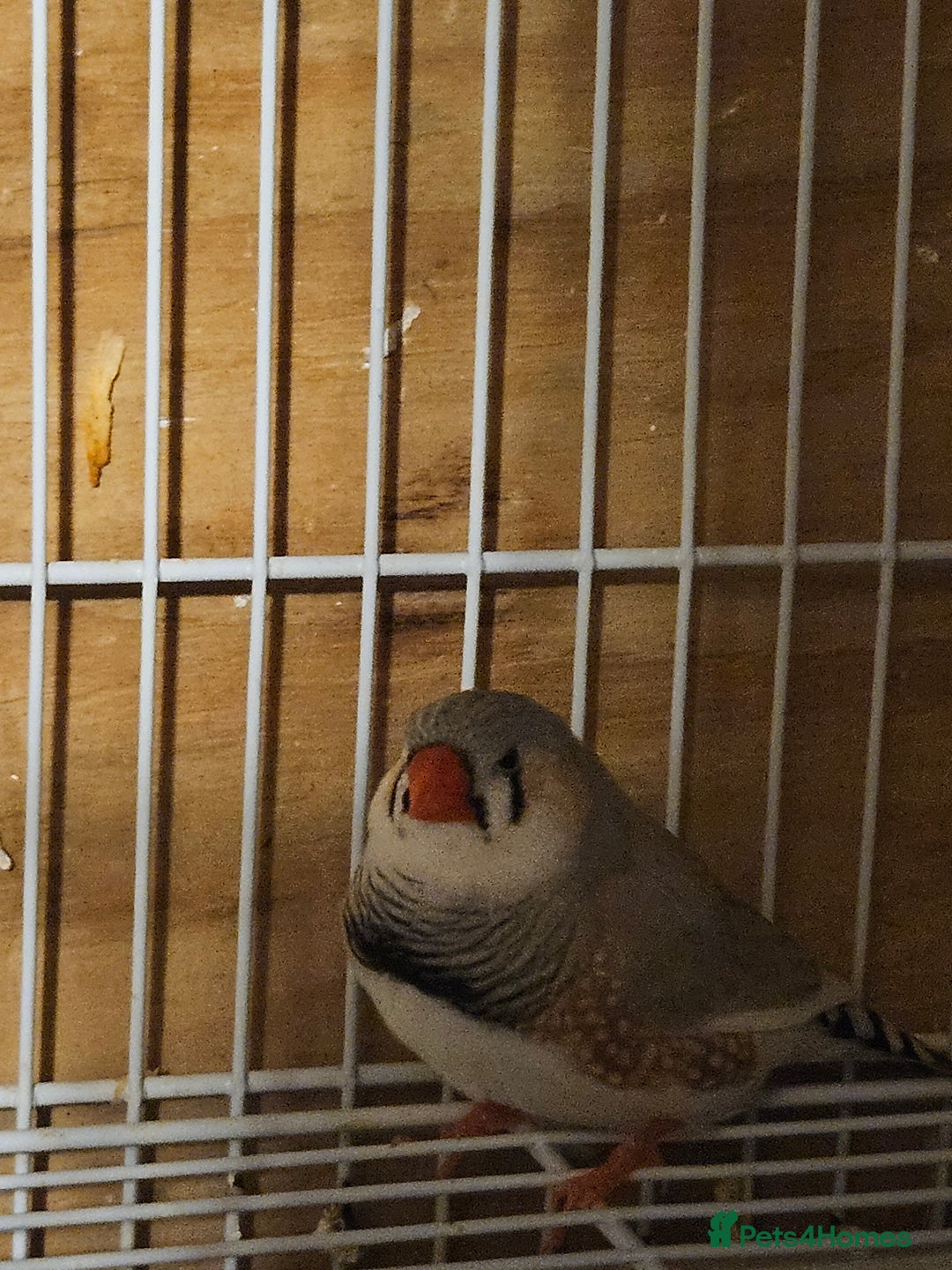 Finches birds for sale: Bengalese finches & Zebra Finches - Advert 2