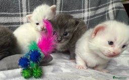 Ragdoll cats for sale: Stunning Ragdoll kittens super affectionate  - Image 11