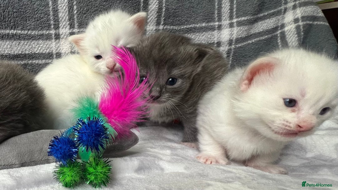 Ragdoll cats for sale: Stunning Ragdoll kittens super affectionate  - Image 11