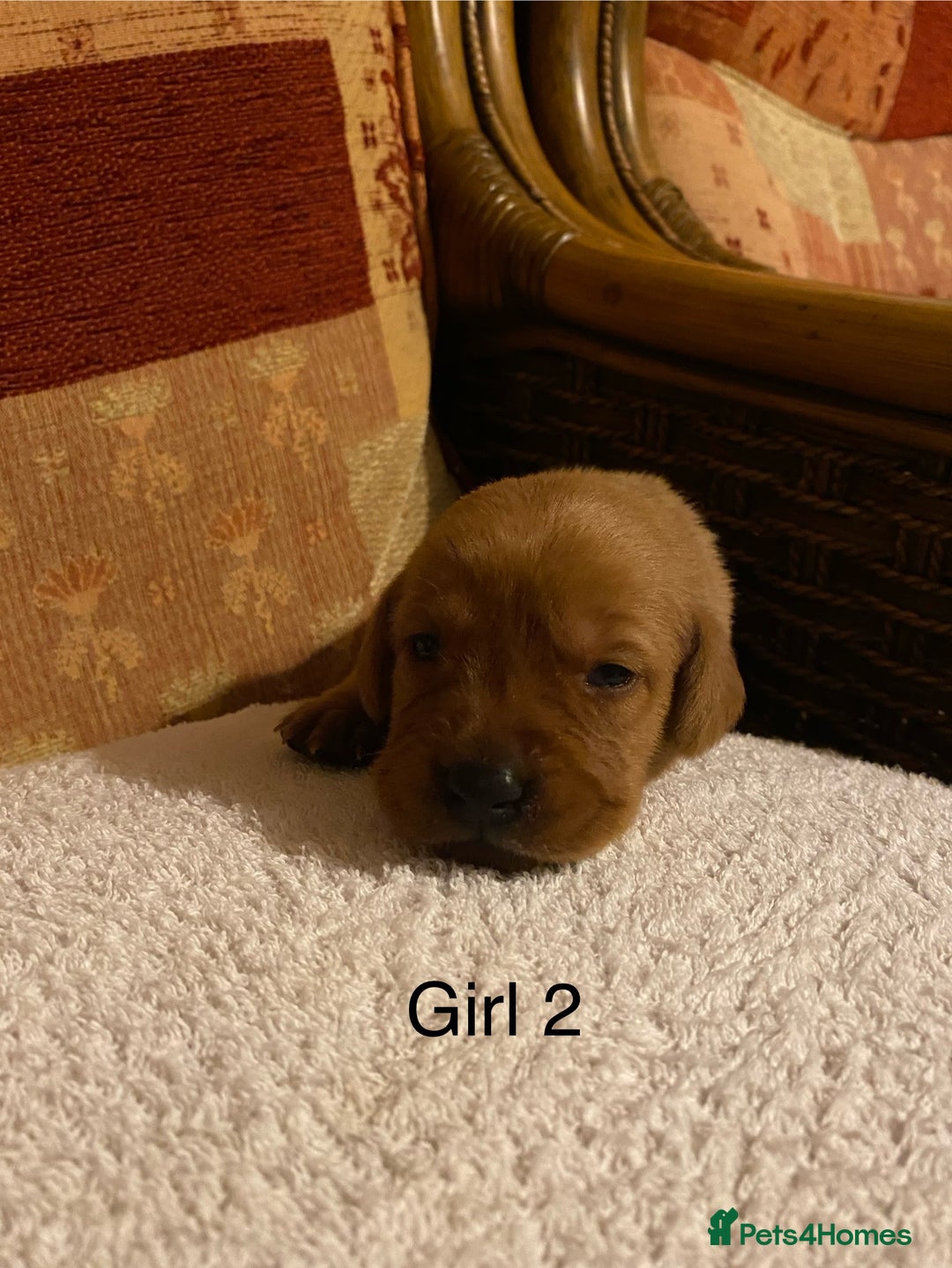 Labrador Retriever dogs for sale: KC Registered Fox Red Labrador Puppies  - Advert 9