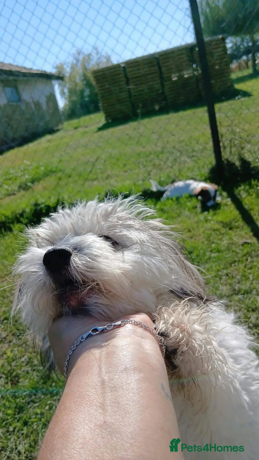 Mixed Breed dogs for adoption: Lola for adoption in Leighton Buzzard - Advert 5