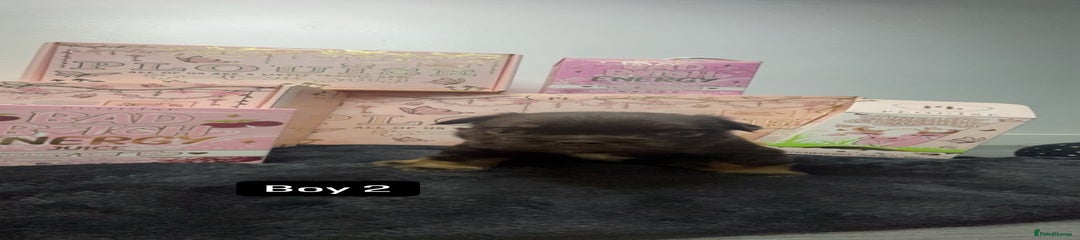 French Bulldog Puppy 2