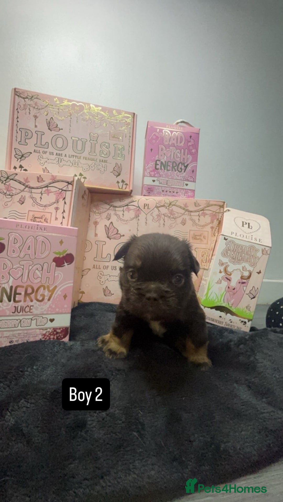 French Bulldog dogs for sale: Fluffy Frenchies. All carry pink  - Advert 12