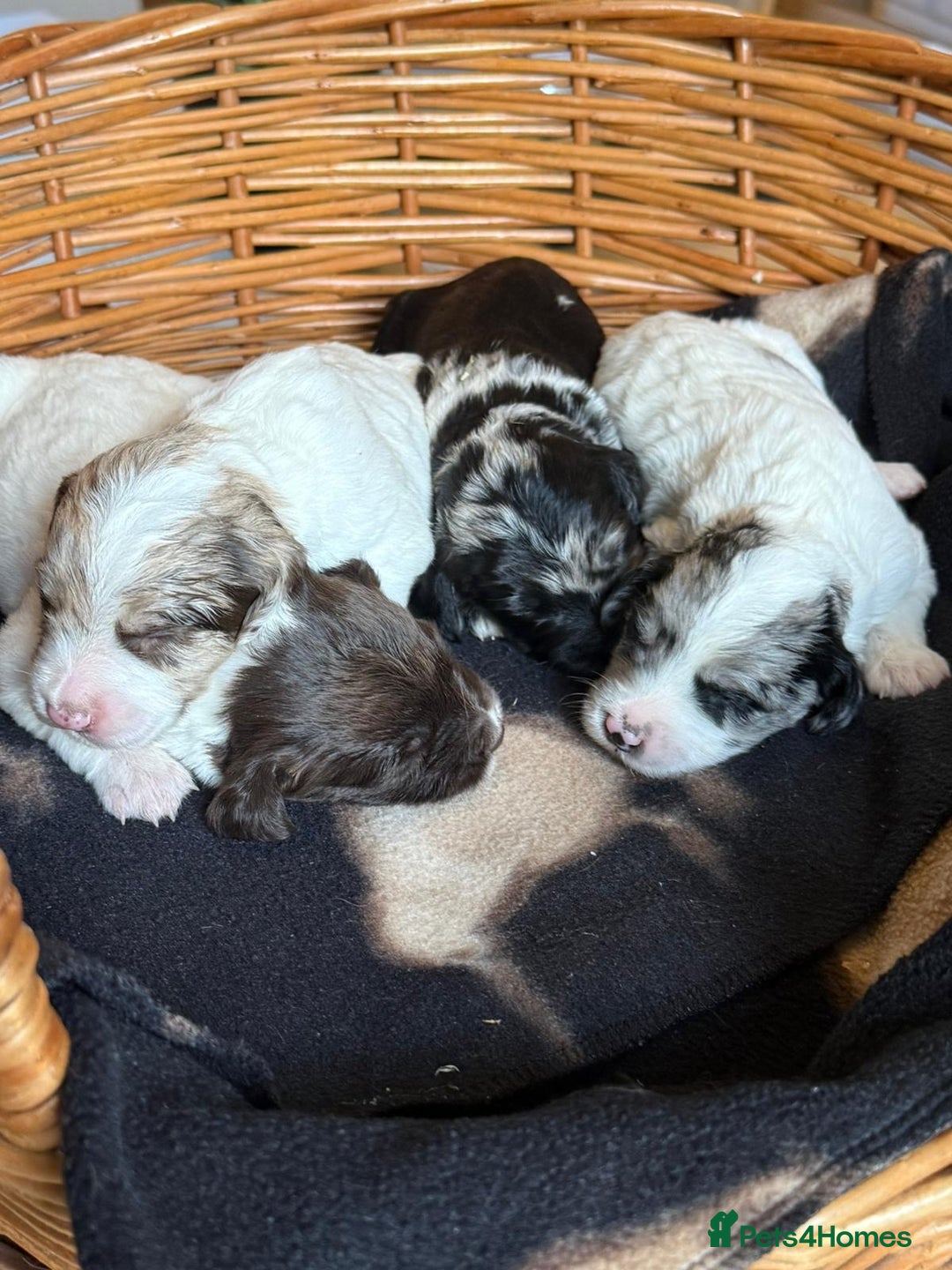 Sproodle dogs for sale: Merle F1 Sproodles 5⭐️Licenced Breeder full DNA - Advert 19