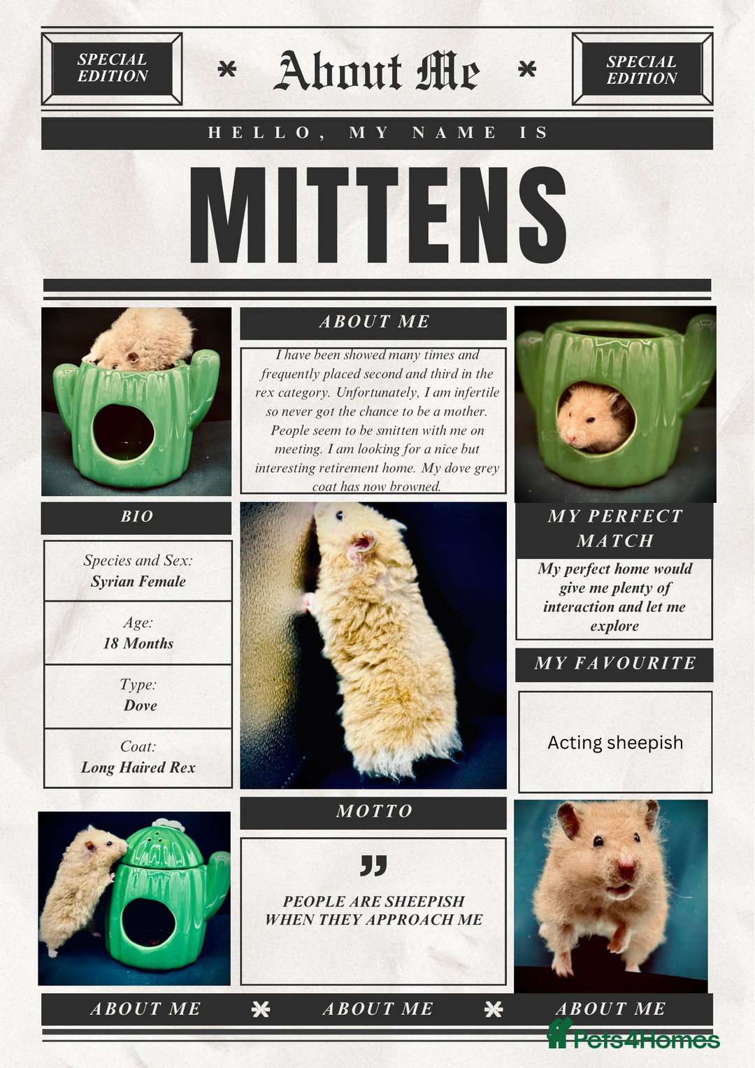 Hamster rodents for sale: HELP - Hamstery needing to urgently close (temp) - Advert 4