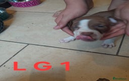 Staffordshire Bull Terrier dogs for sale: Staffordshire bull terrier 2x litters - Image 4