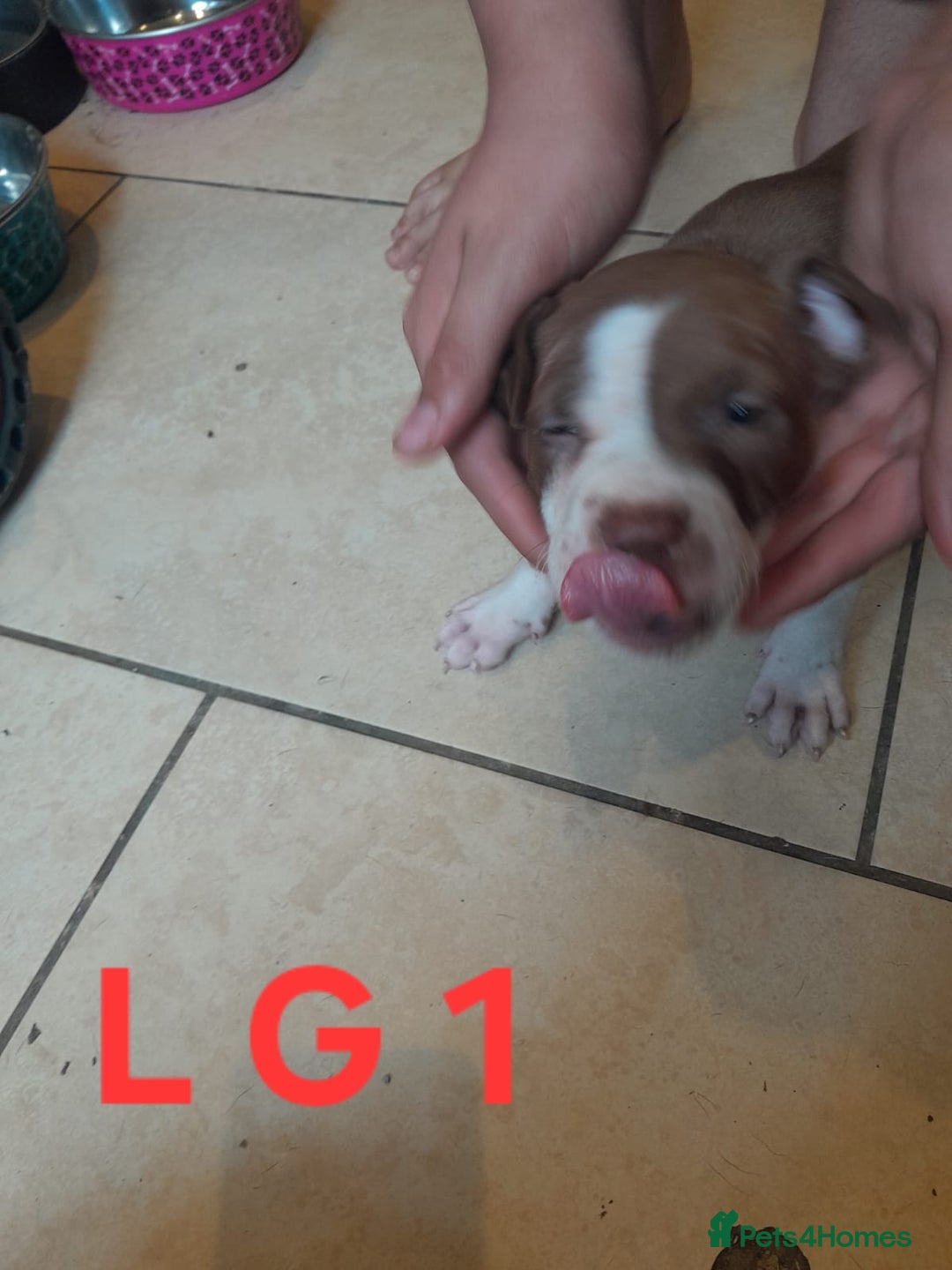 Staffordshire Bull Terrier dogs for sale: Staffordshire bull terrier 2x litters - Image 4