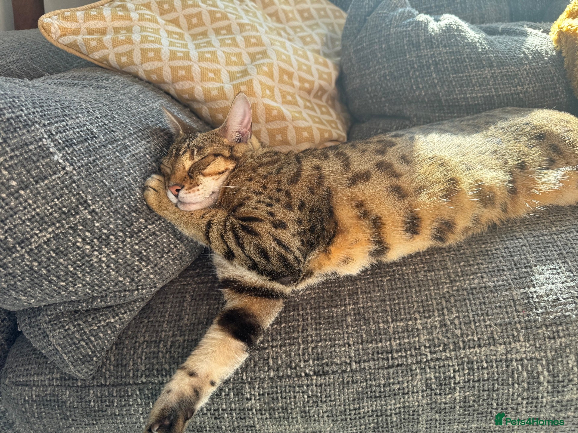 Bengal cats 8 year old bengal female  - Advert 4