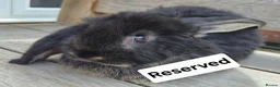 French Lop rabbits for sale: Beautiful Socialised French Lops - Advert 7