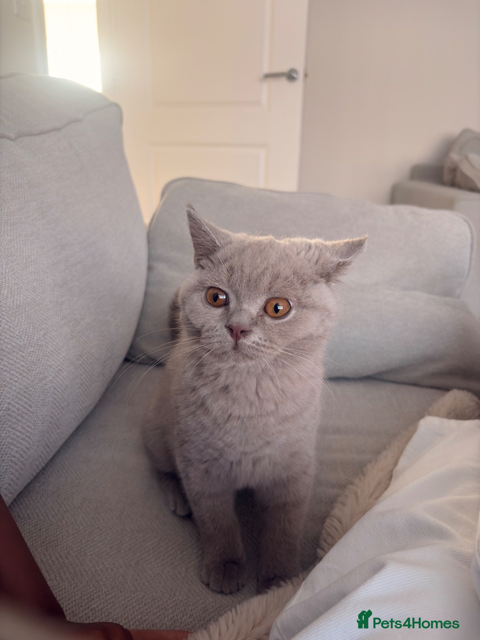 British Shorthair cats Lilac British Shorthair Boy - TICA ⭐ - Advert 1