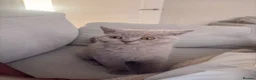 British Shorthair cats for sale: Lilac British Shorthair Boy - TICA ⭐ - Advert 3