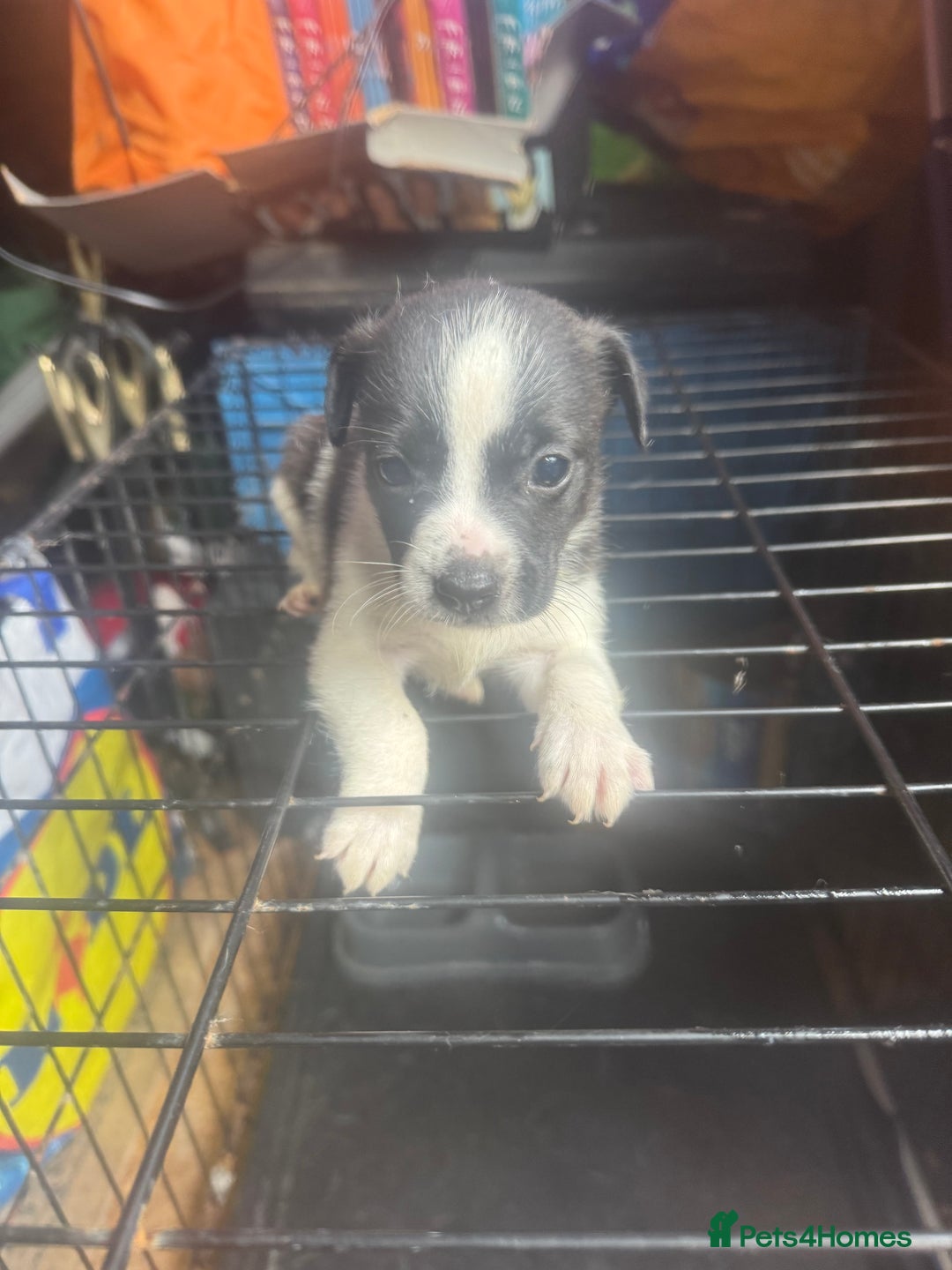 Mixed Breed dogs for sale: Jackahuahua - Image 4