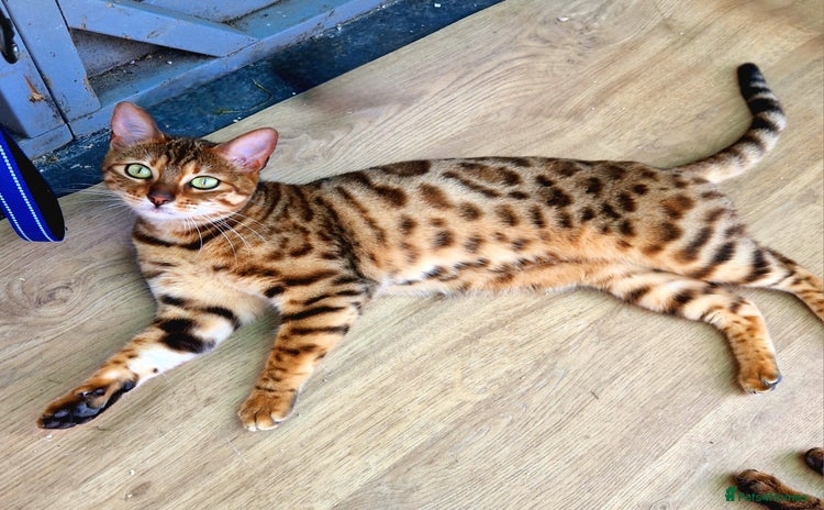 Bengal cats - Advert 15