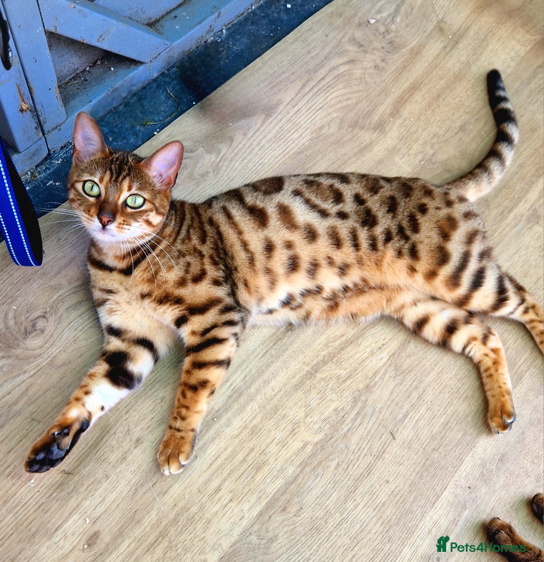 Bengal cats for sale: GOLDEN FEMALE BENGAL FOR REHOME  - Image 1