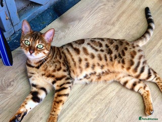 Bengal cats - Advert 7