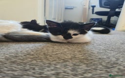 Mixed Breed cats for sale: Fluffy kittens  - Image 15