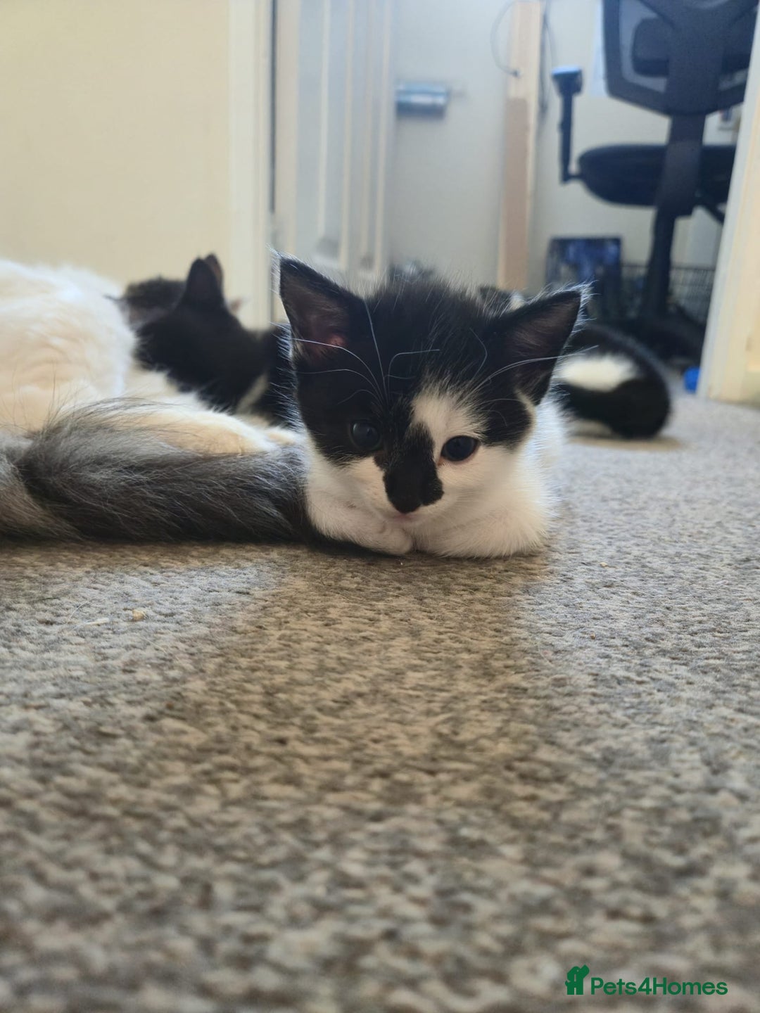Mixed Breed cats for sale: Fluffy kittens  - Image 15