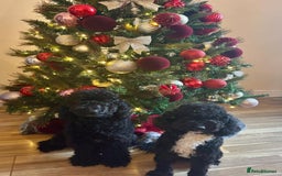 Toy Poodle dogs for sale: Two toy poodle sisiters for sale  - Image 1