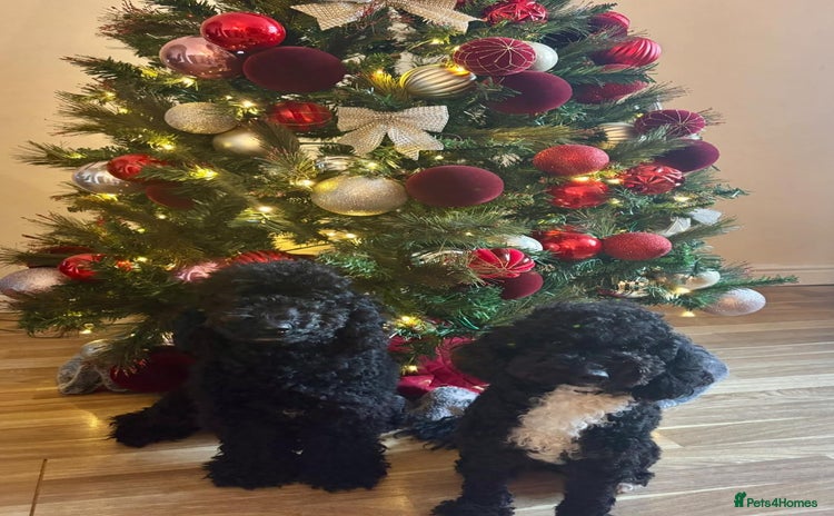 Toy Poodle dogs - Advert 4