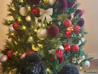 Toy Poodle dogs for sale - Advert 1