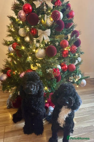 Toy Poodle dogs - Advert 4