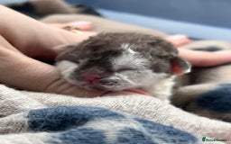 Devon Rex cats for sale: Beautiful Devon’s 1 boy 1 girl still available  - Image 13