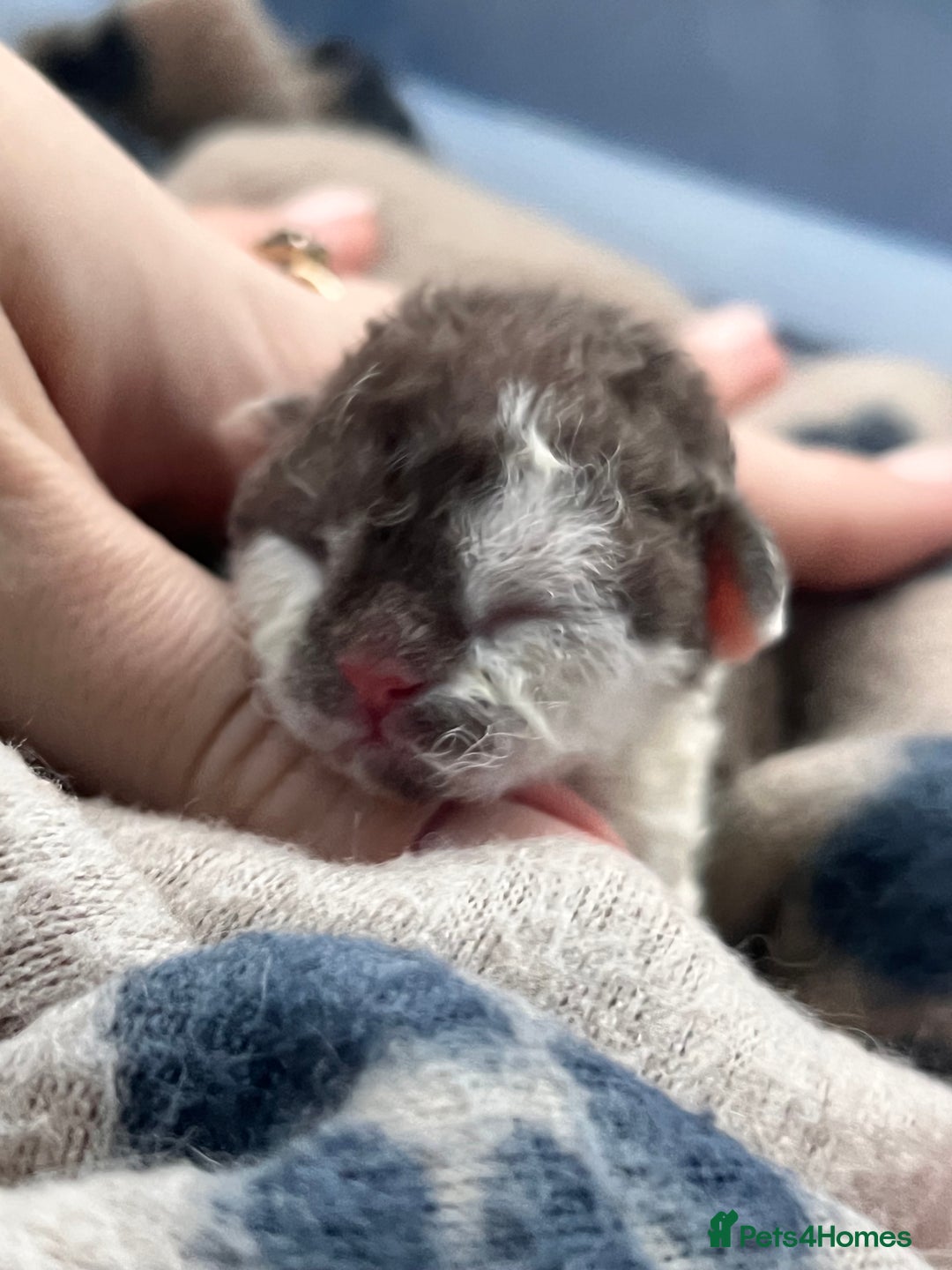 Devon Rex cats for sale: Beautiful Devon’s 1 boy 1 girl still available  - Image 13