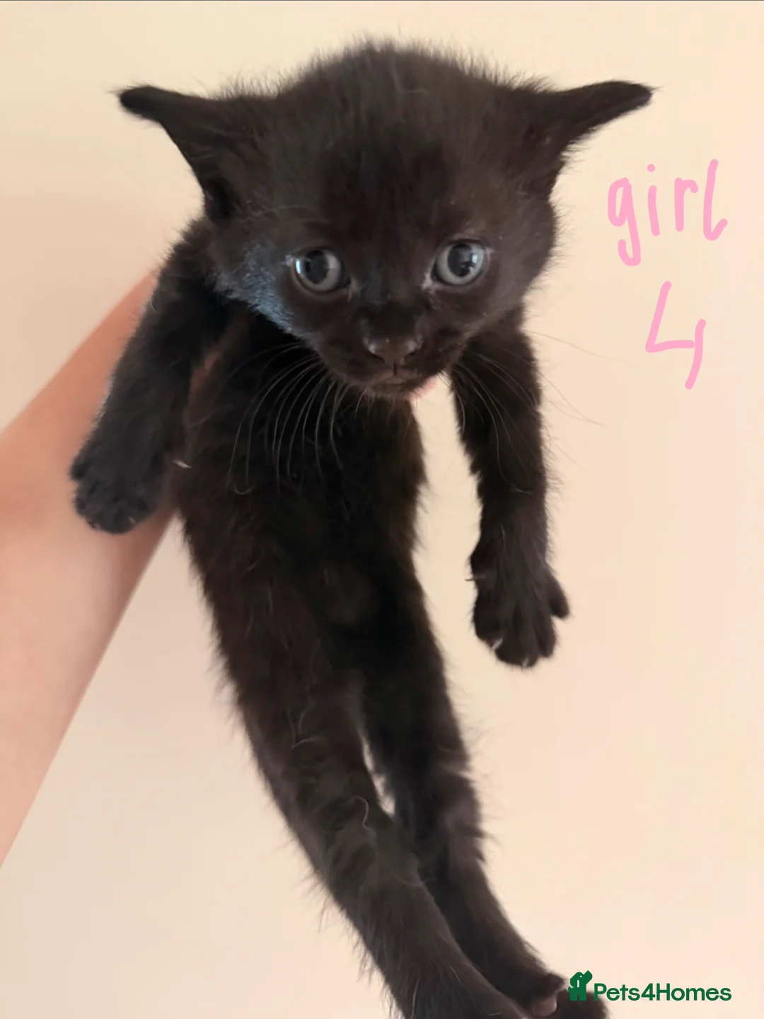 Mixed Breed cats for sale: Mixed breed kittens for sale in Witney - Advert 2