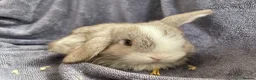 Mini Lop rabbits for sale: Mini lops ready to reserve  - Advert 16