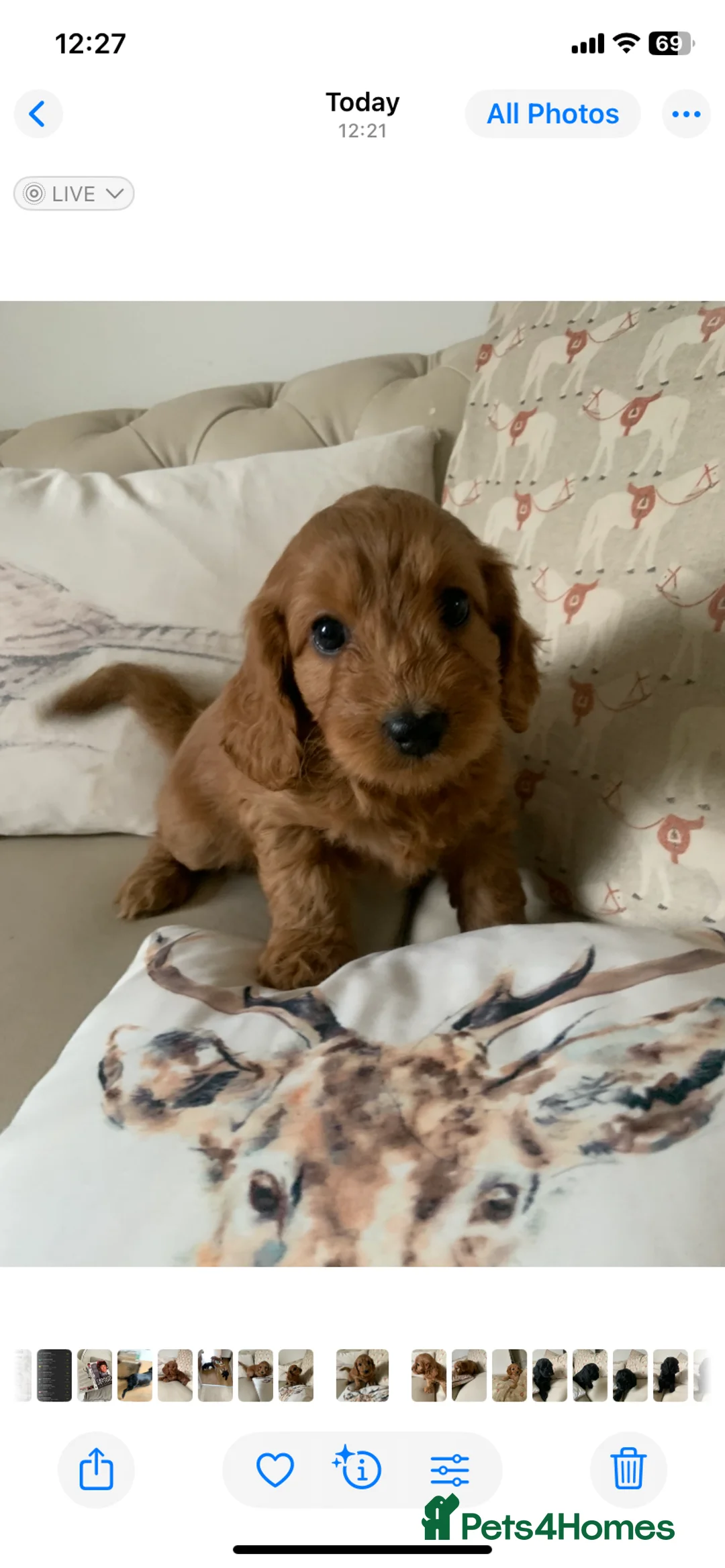 Cockapoo dogs for sale: F1 health tested Cockapoo puppies - Advert 6