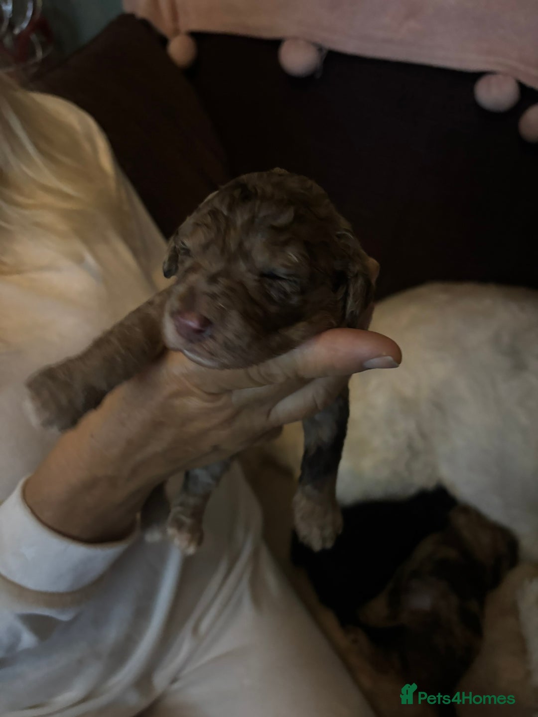 Goldendoodle dogs for sale: F1B Goldendoodle Puppies – Merle & Black – Essex - Image 10