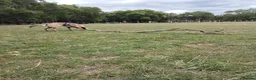Belgian Shepherd Dog dogs for sale: Beautiful Belgium Malinois  in London - Advert 11