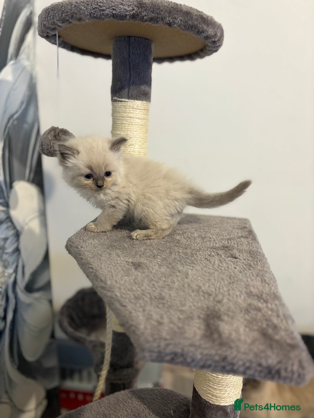 Ragdoll cats for sale: Beautiful Ragdoll Kittens – Champion Bloodlines - Image 7