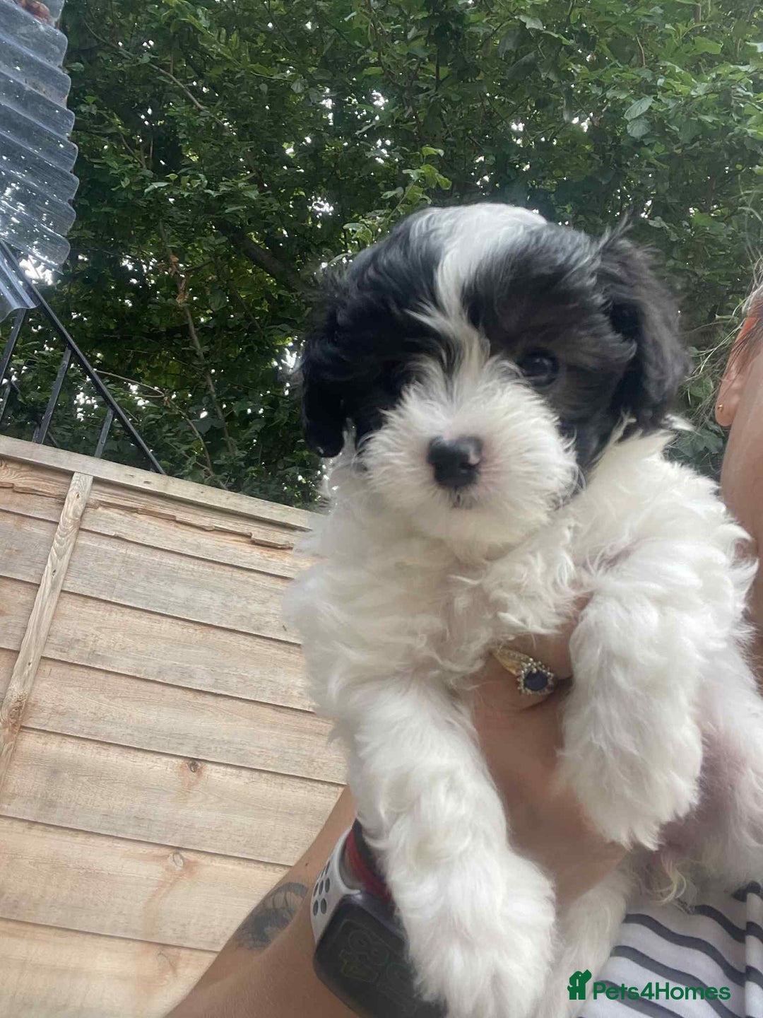 Maltipoo dogs for sale: Maltipoo puppies for sale  - Image 14
