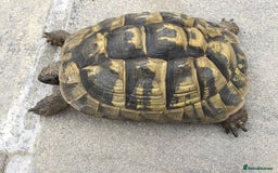 Hermann Tortoise reptiles for sale: Adult Female Hermann Tortoises x 4  - Image 2