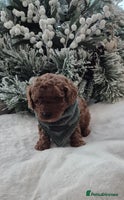Toy Poodle dogs KC REG HEALTH TESTED TOY POODLE - Advert 10