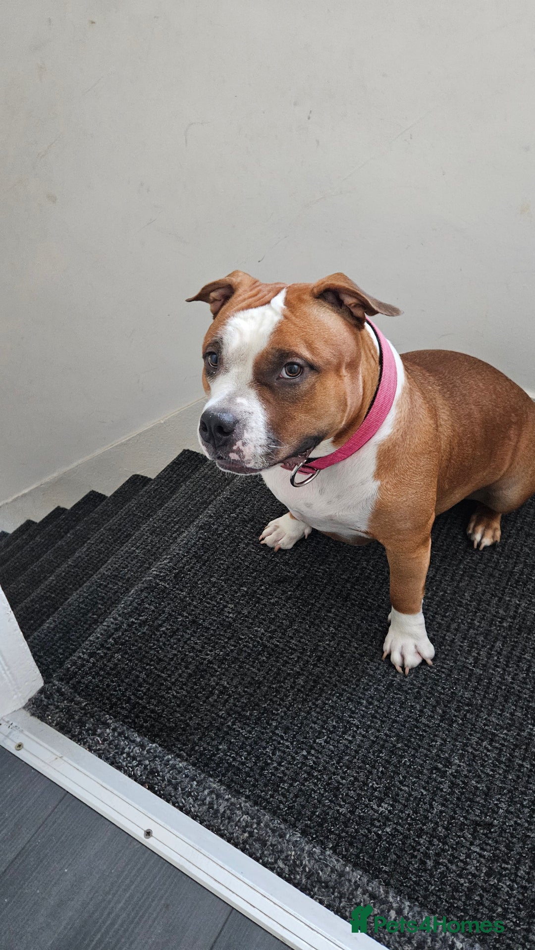 American Bully dogs for sale: 19 month old female pocket bully - Image 6