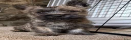 Cairn Terrier dogs for sale: Sweetest Little KC Reg Cairn Terrier Puppies.  - Advert 31