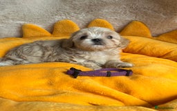 Maltipoo dogs for sale: Stunning Malticavapoo puppies NORTH STAFFORDSHIRE - Image 2