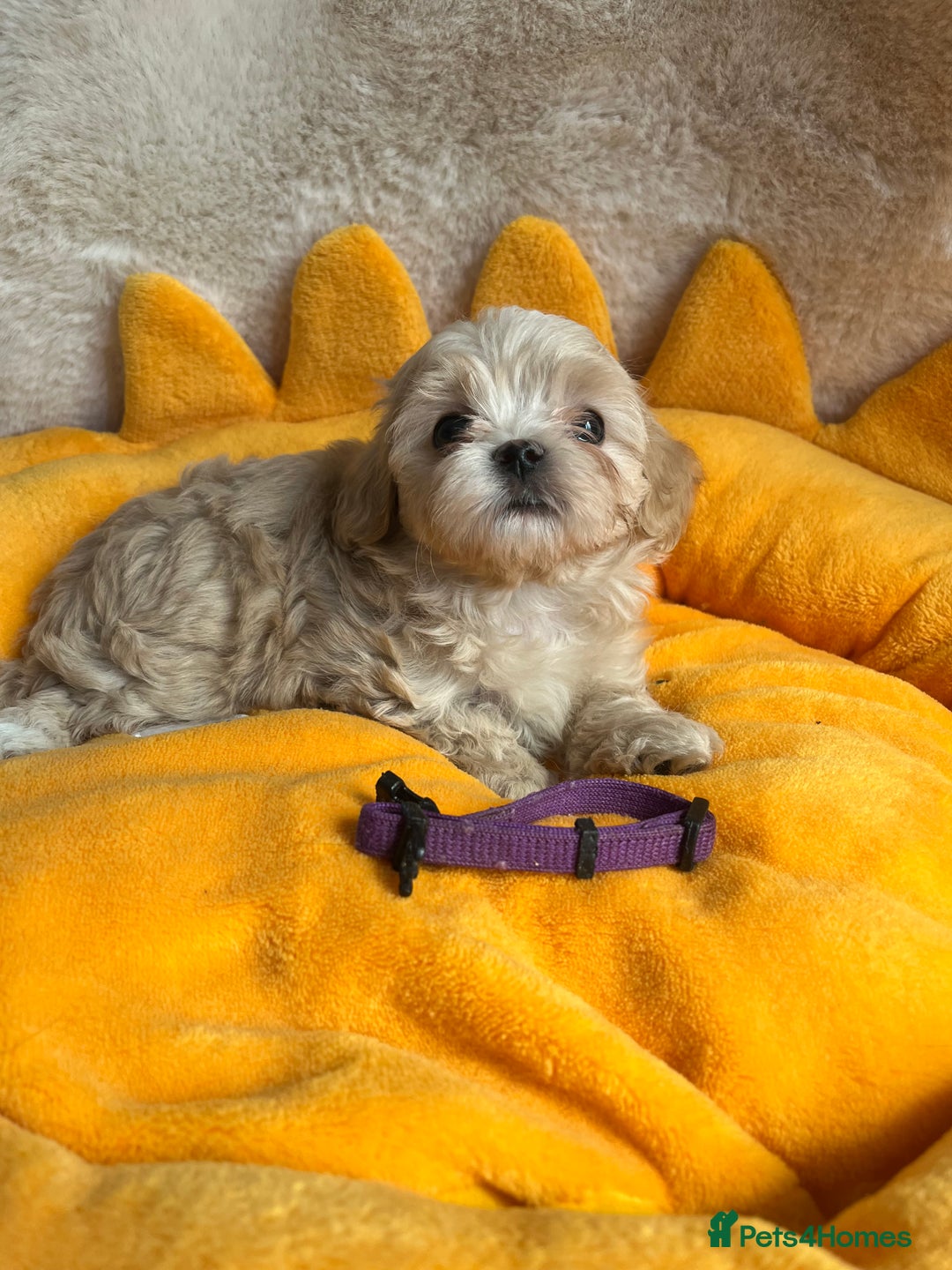 Maltipoo dogs for sale: Stunning Malticavapoo puppies NORTH STAFFORDSHIRE - Image 2